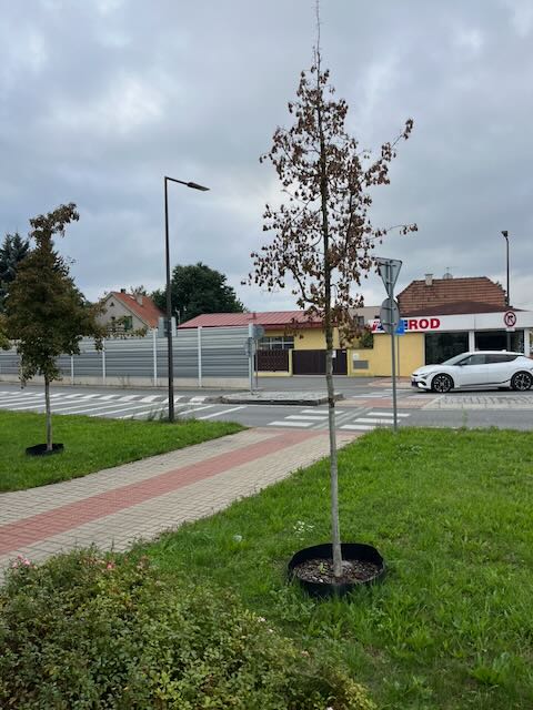 Uschlý strom